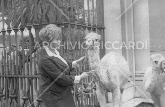 Anita Ekberg  e Franco Silva allo zoo 1964-151