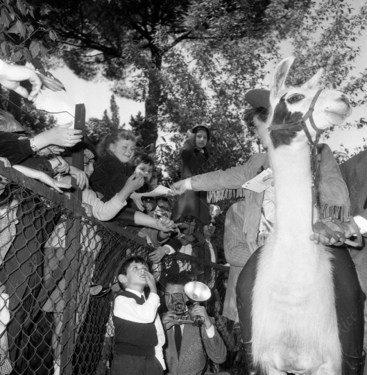 Pavone Rita allo zoo 1964 -239