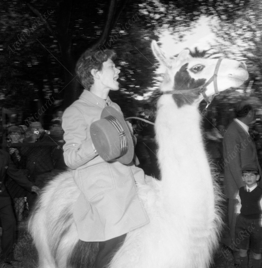Pavone Rita allo zoo 1964 -245