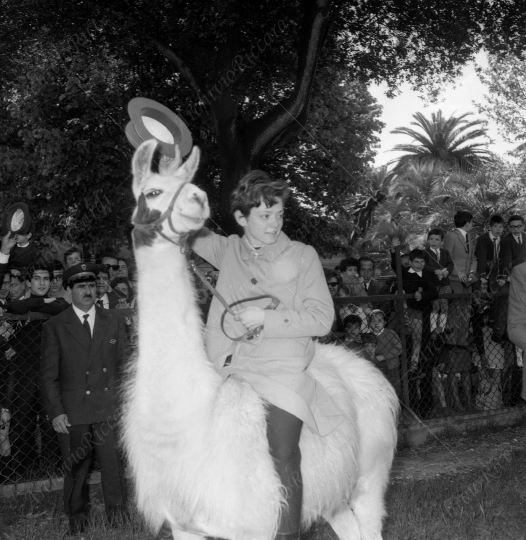 Pavone Rita allo zoo 1964 -246